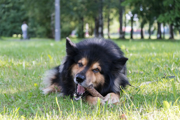  dog