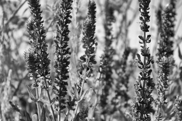 Salvia pratensis.  Meadow clary .  Meadow sage. Monochrome.
