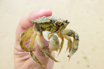 Krebs in der Hand