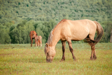 Beautiful brown horses on a farm
