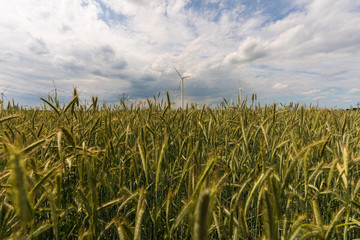 Getreidefeld mit Wolken und Windkraftwerk
