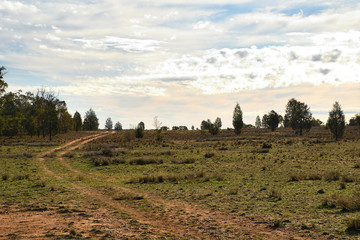 Vehicle tracks lead up hill into forestry in secluded country Australia.