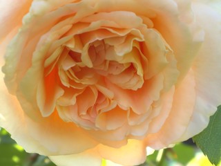 orange rose
