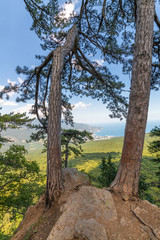 Beautiful pine tree on a mountain in Crimea