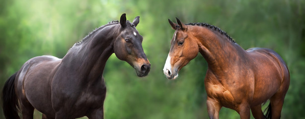 Two Horse close up portrait in motion against green background - obrazy, fototapety, plakaty