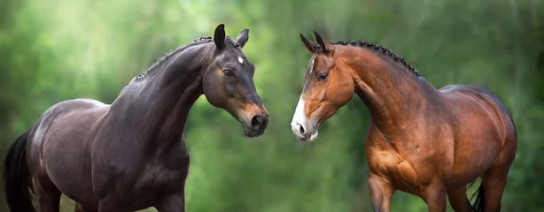 Tuinposter Paard Twee paarden close-up portret in beweging tegen groene achtergrond