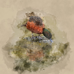 Digital watercolour painting of duck drinking from lake