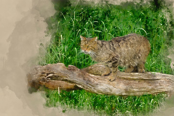 Digital watercolour painting of Beautiful Scottish Wildcat posturing on tree in Summer sunlight