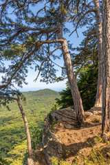 Fototapeta na wymiar Beautiful coniferous tree on a mountain in Crimea