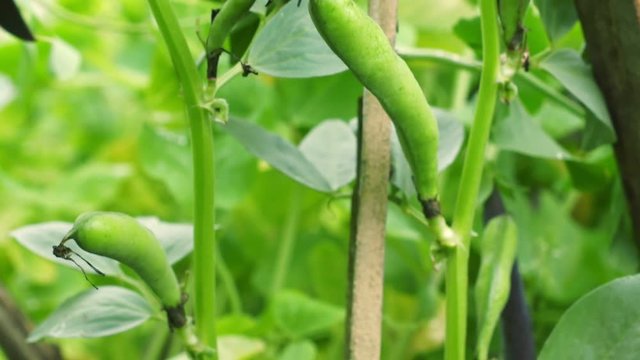 Green bean pods on the stalk in the garden. Agricultural concept. Organic healthy food. Cultivated legumes