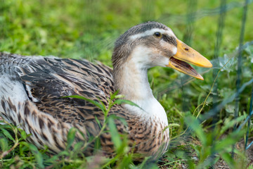 domestic duck grown on the farm