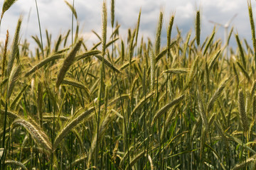 Getreidefeld mit Wolken