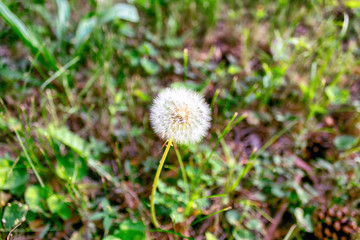 Dandelion on background of green grass