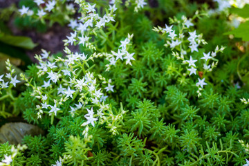 Background. Stone texture. Granite. Near the stone are tiny white flowers.