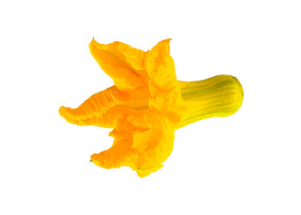 Fototapeta premium Blooming yellow-orange flower of a pumpkin without leaves and stem isolated on a white background. Food Ingredient