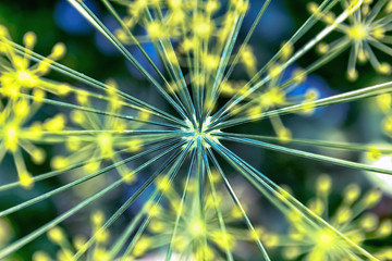 Meadow flower close up