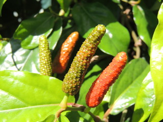 ピパーツ (Okinawa)