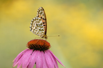 ヒョウモン蝶と花