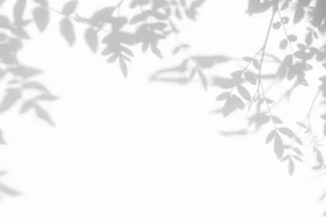 Fototapeten Grauer Schatten der Blätter an einer weißen Wand. Abstrakter neutraler Naturkonzepthintergrund. Platz für Text. © Aleksandra Konoplya