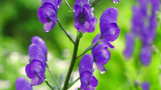 A branch of bright purple aconite flowers in the summer garden