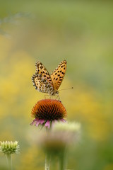 ヒョウモン蝶と花