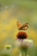 ヒョウモン蝶と花