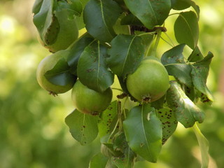 Summer. Sun. On the branches of fruit trees ripen juicy pears.