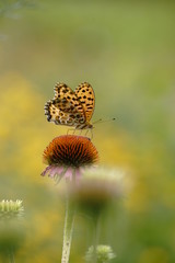 ヒョウモン蝶と花