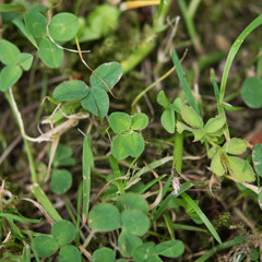Vierblättriges Kleeblatt Klee four-leaf clover grün green garten garden Glück fortune good luck...