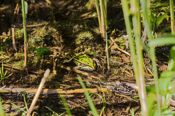 Edible frog hiding between the reed in the Plateaux-Hageven reserve