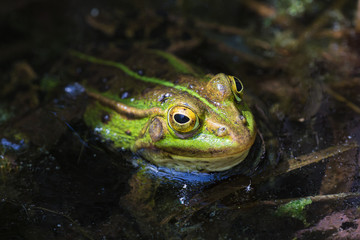Edible frog hiding coming out of the reed in the Plateaux-Hageven reserve