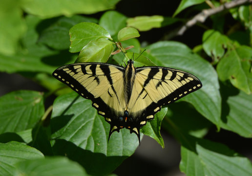 Eastern Tiger Swallowtail