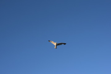 seagull flying in the sky