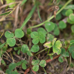 Vierblättriges Kleeblatt Klee four-leaf clover grün green garten garden Glück fortune good luck...