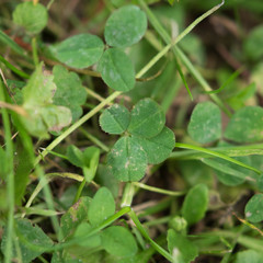 Vierblättriges Kleeblatt Klee four-leaf clover grün green garten garden Glück fortune good luck...