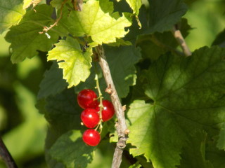 Summer. Red currants ripen. Delicious juicy berries glow from the inside