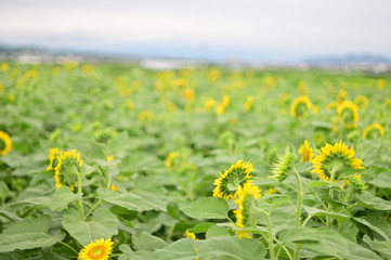 Obraz premium Sunflowers can be seen in the summer.