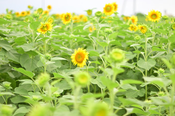 Sunflowers can be seen in the summer.