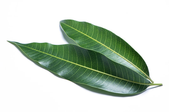 Green fresh mango leaves isolated on white background, beautiful vein texture in detail. Clipping path, cut out, close up, macro. Tropical concept.