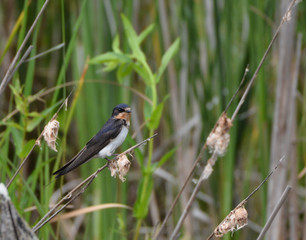 Cliff Swallow