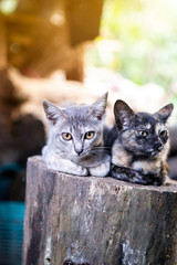 Two cute little cat sitting on the old log, cat enjoy their time outdoor together, good friend pet
