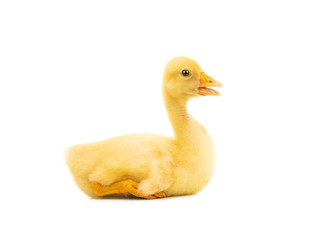 young yellow goose isolated on white