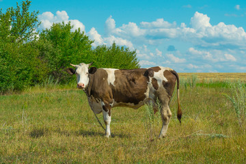 Obraz premium Spotted cow stands in a meadow
