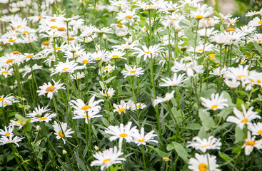 Fototapeta premium chamomile field on a warm summer day