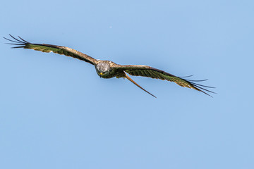 Rotmilan, der König der Odenwald-Lüfte