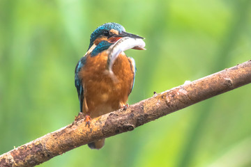 Common European Kingfisher with fish
