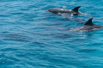 Obraz premium Dolphin watch...