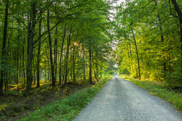 Naklejka premium Gravel road through a green forest