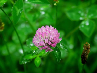 雨に濡れる野原のアカツメクサ