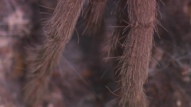 Steady, extreme close up shot of hairy tarantula legs, the legs abruptly move.